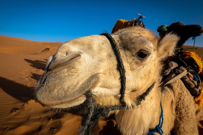 2-day Morocco Desert Tour From Fes